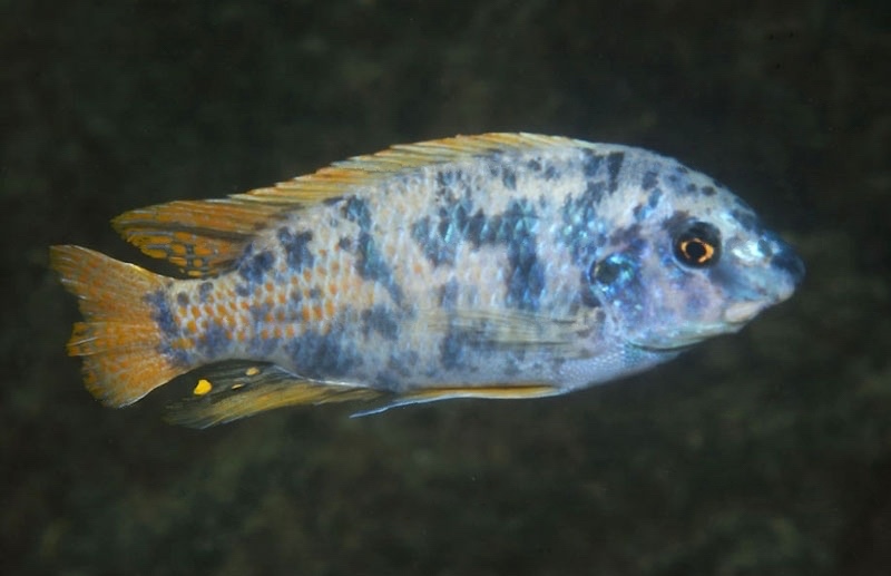 Labeotropheus fuelleborni 'Masimbwe Island'